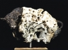 il bisonte bianco